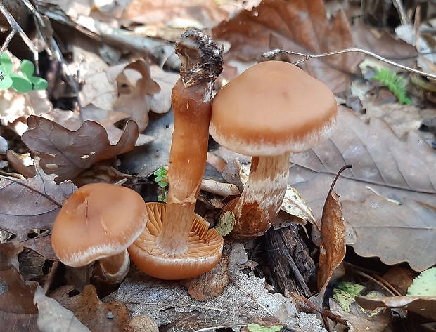 pavučinovec Cortinarius sp.