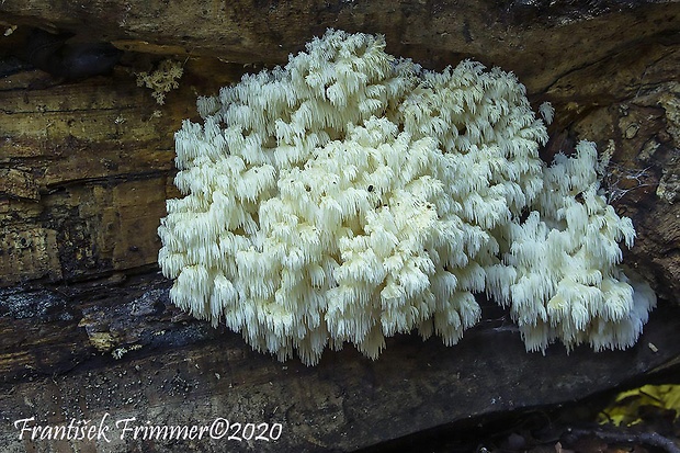 koralovec bukový Hericium coralloides (Scop.) Pers.