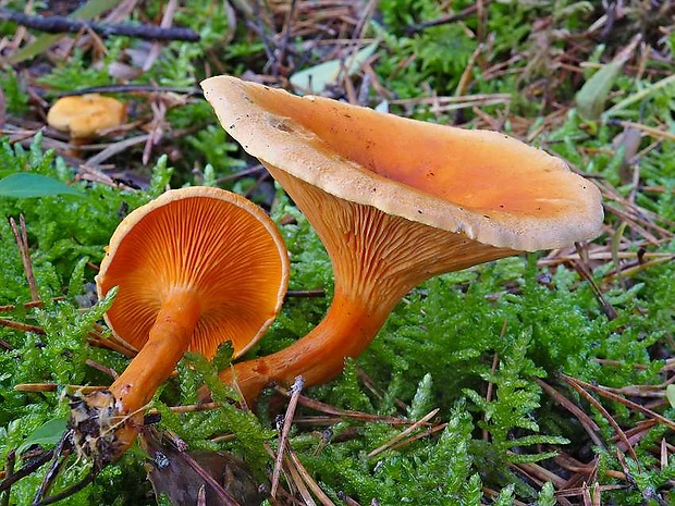 líška hrdzavá Hygrophoropsis rufa  (D.A. Reid) Knudsen