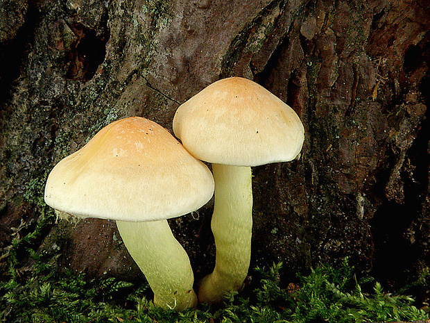 strapcovka zväzkovitá Hypholoma fasciculare (Huds.) P. Kumm.