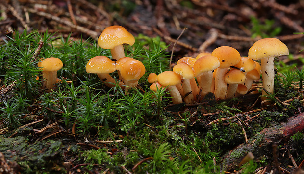 strapcovka Hypholoma sp.