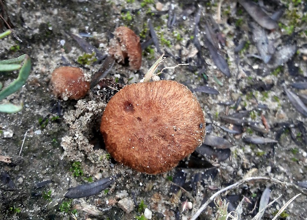 vláknica Inocybe sp.