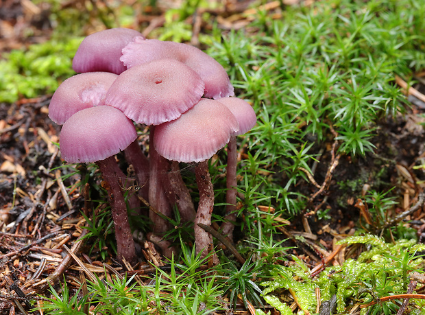 lakovka ametystová Laccaria amethystina (Huds.) Cooke