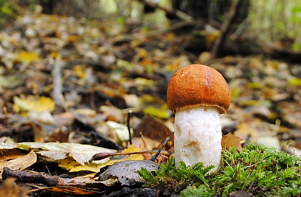 kozák osikový Leccinum albostipitatum den Bakker & Noordel.