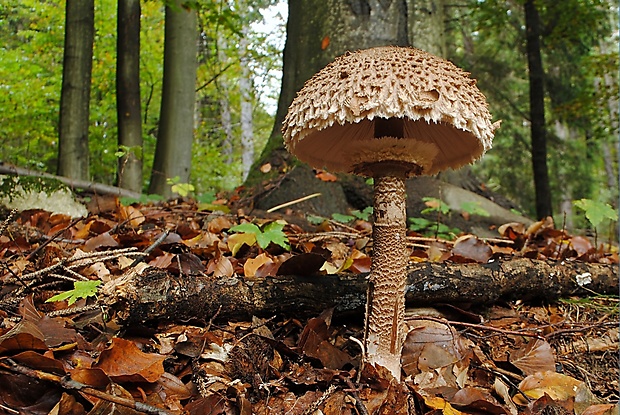 bedľa vysoká Macrolepiota procera (Scop.) Singer