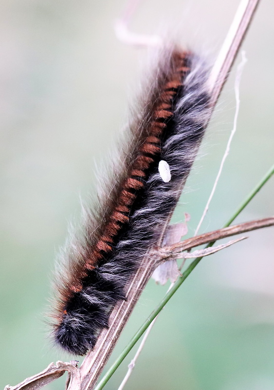 priadkovec černicový Macrothylacia rubi