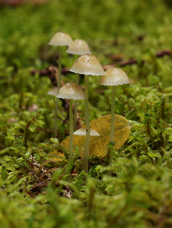 prilbička slizká Mycena epipterygia (Scop.) Gray