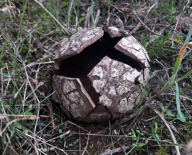 škárka kožovitá Mycenastrum corium (Guers.) Desv.