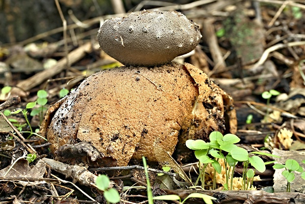 mnohokrčka dierkovaná Myriostoma coliforme (Dicks.) Corda