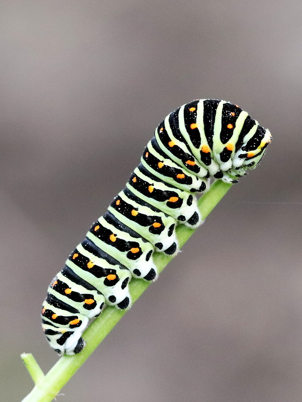 vidlochvost feniklový  Papilio machaon