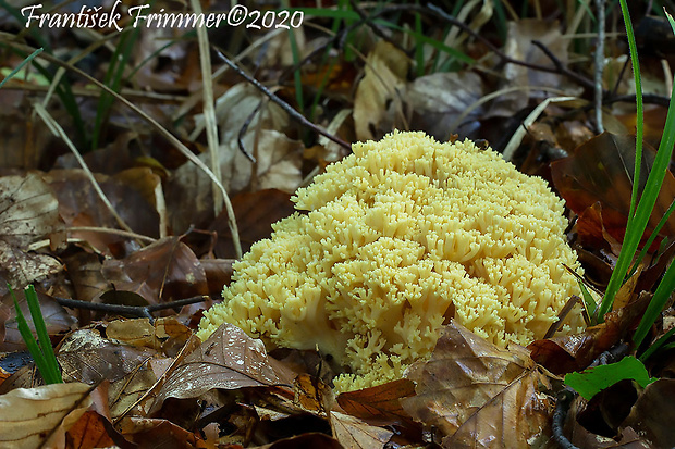 strapačka Ramaria sp.