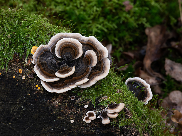 trúdnikovec pestrý Trametes versicolor (L.) Lloyd