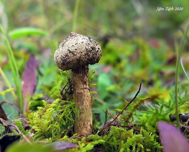 stopkovec Tulostoma sp.