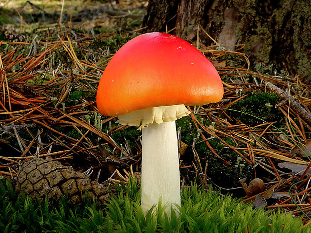 muchotrávka červená holá Amanita muscaria var. aureola (Kalchbr.) Quél.