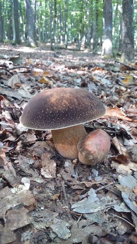 hríb bronzový Boletus aereus Bull. ex Fr.