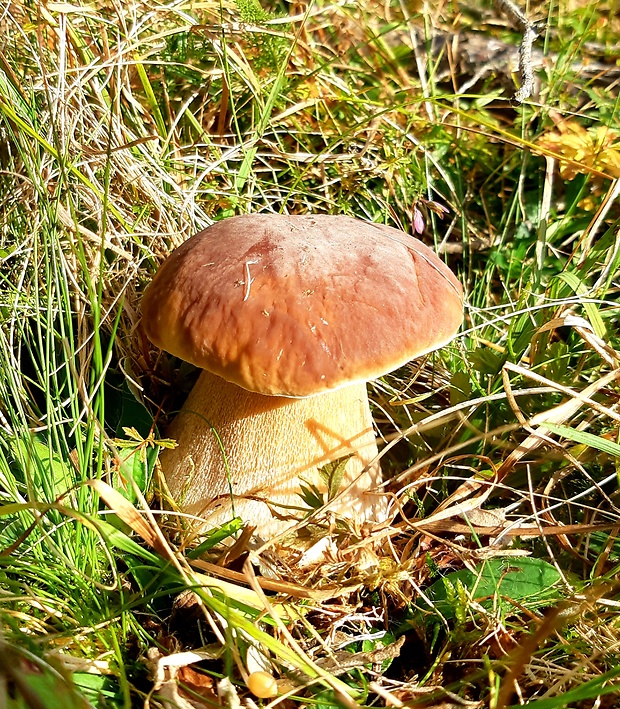 hríb smrekový Boletus edulis Bull.