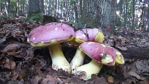 hríb kráľovský Butyriboletus regius (Krombh.) D. Arora & J.L. Frank