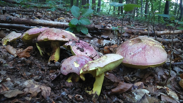 hríb kráľovský Butyriboletus regius (Krombh.) D. Arora & J.L. Frank