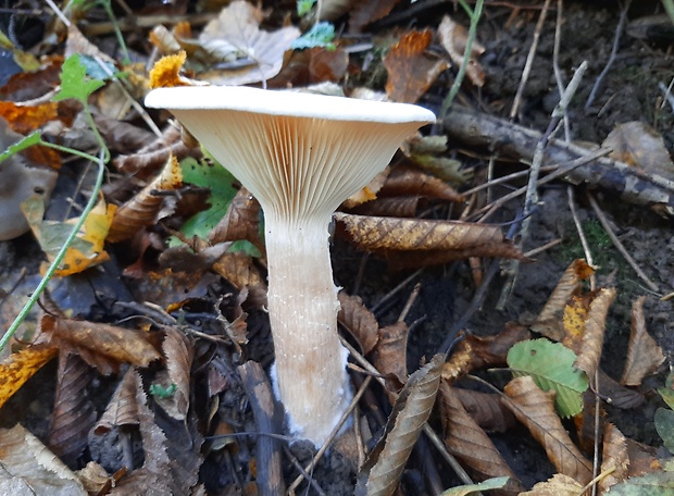 ??? strmuľka veľká ??? Infundibulicybe geotropa (Bull.) Harmaja