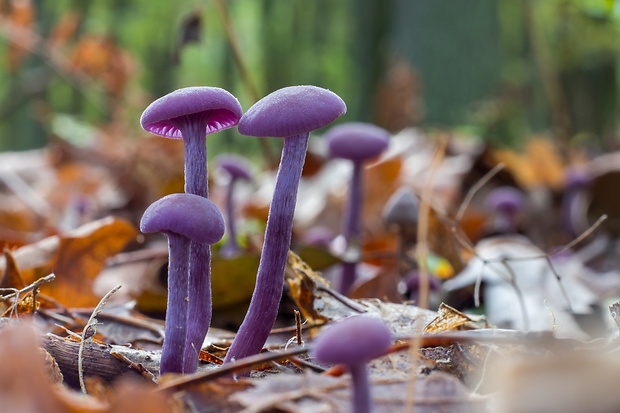 lakovka ametystová Laccaria amethystina (Huds.) Cooke