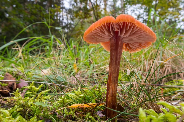 lakovka veľká Laccaria proxima (Boud.) Pat.