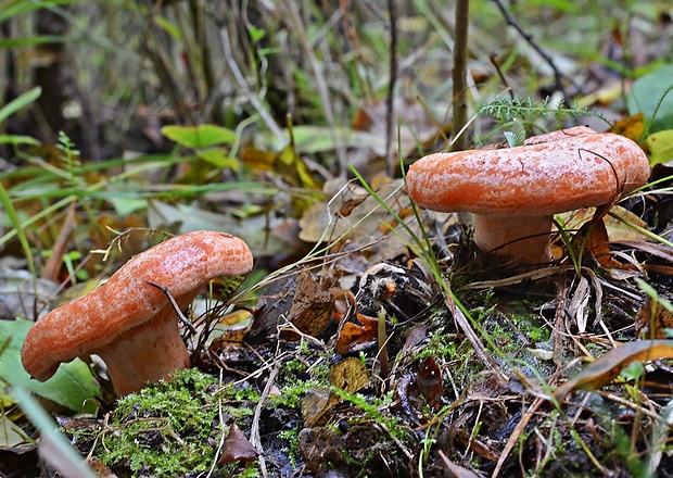 rýdzik pravý Lactarius deliciosus (L.) Gray