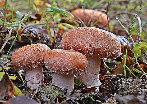 rýdzik kravský Lactarius torminosus (Schaeff.) Gray