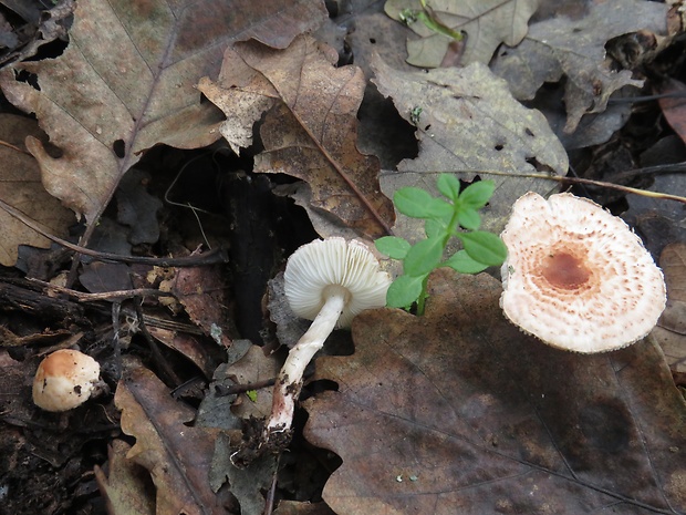 bedlička Lepiota sp.