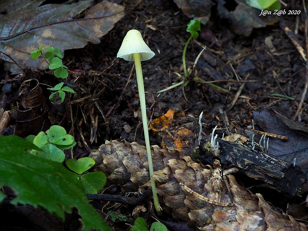 prilbička slizká Mycena epipterygia (Scop.) Gray