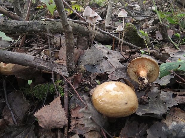 čechračka podvinutá Paxillus involutus (Batsch) Fr.