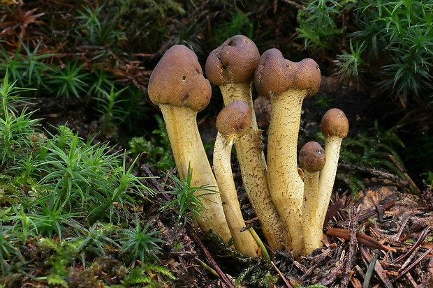 žezlovka hlavičkatá Tolypocladium capitatum (Holmsk.) Quandt, Kepler & Spatafora