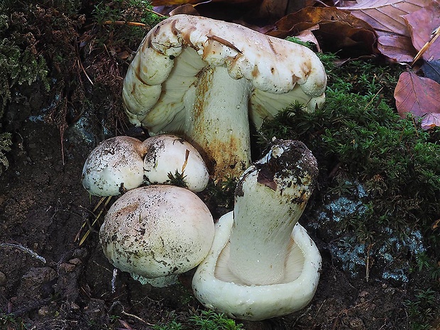 čírovka hnedoružová Tricholoma roseoacerbum A. Riva