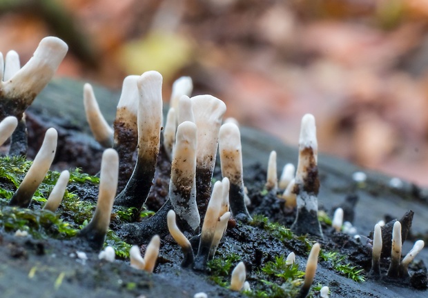 drevnatec parohatý Xylaria hypoxylon (L.) Grev.