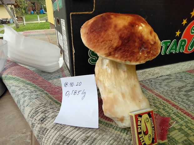 hríb sosnový Boletus pinophilus Pil. et Dermek in Pil.