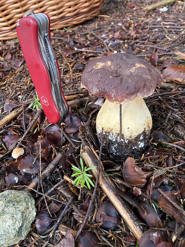 hríb sosnový Boletus pinophilus Pil. et Dermek in Pil.