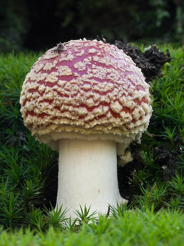 muchotrávka červená Amanita muscaria (L.) Lam.