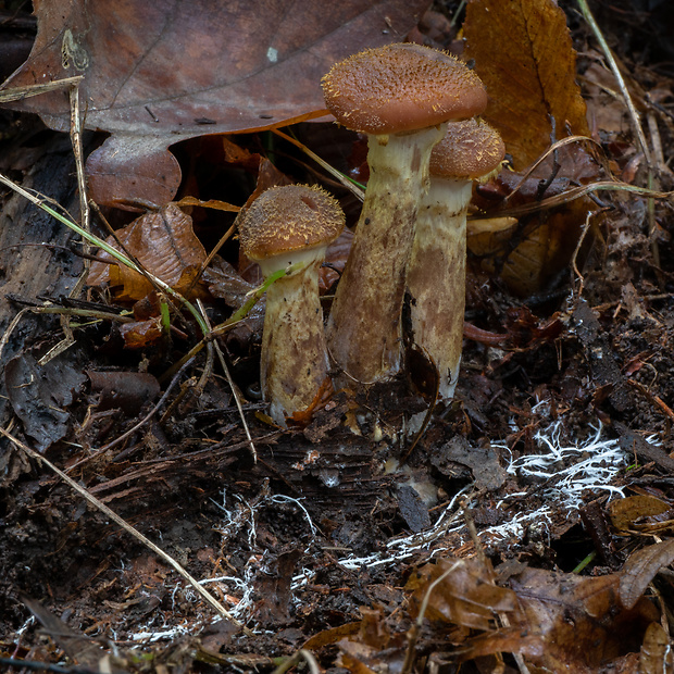 podpňovka žltá Armillaria gallica Marxm. & Romagn.