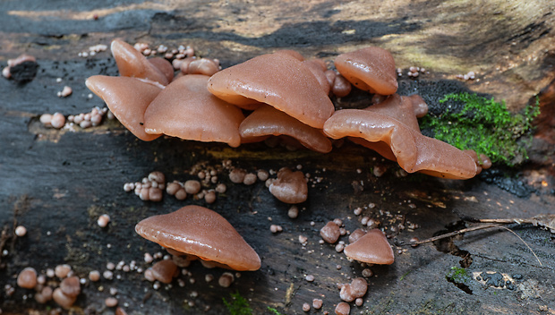 uchovec bazový Auricularia auricula-judae (Bull.) Quél.