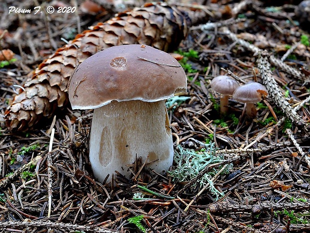 hríb smrekový Boletus edulis Bull.