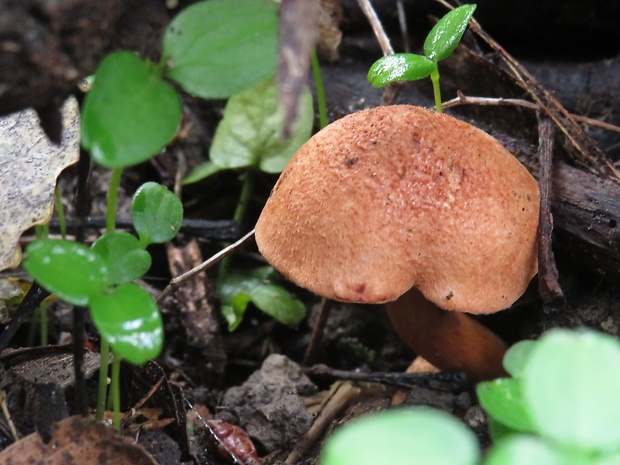 meďovec korenistý Chalciporus piperatus (Bull.) Bataille