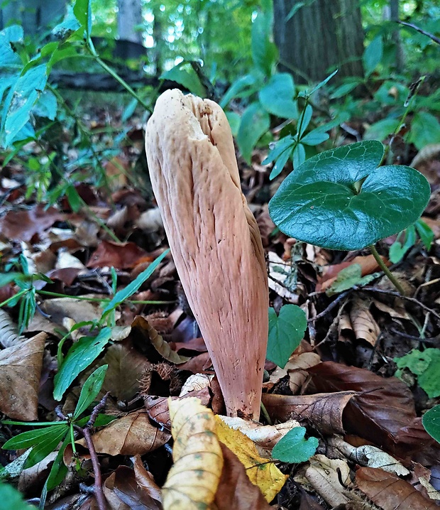 kyjak obrovský Clavariadelphus pistillaris (Fr.) Donk