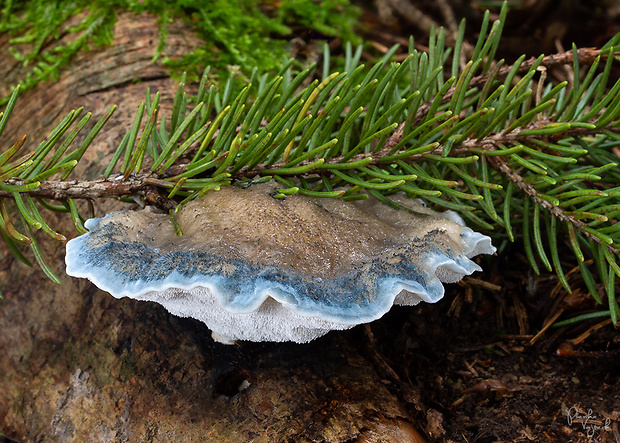 šťavnatec modrastý Cyanosporus caesius (Schrad.) McGinty