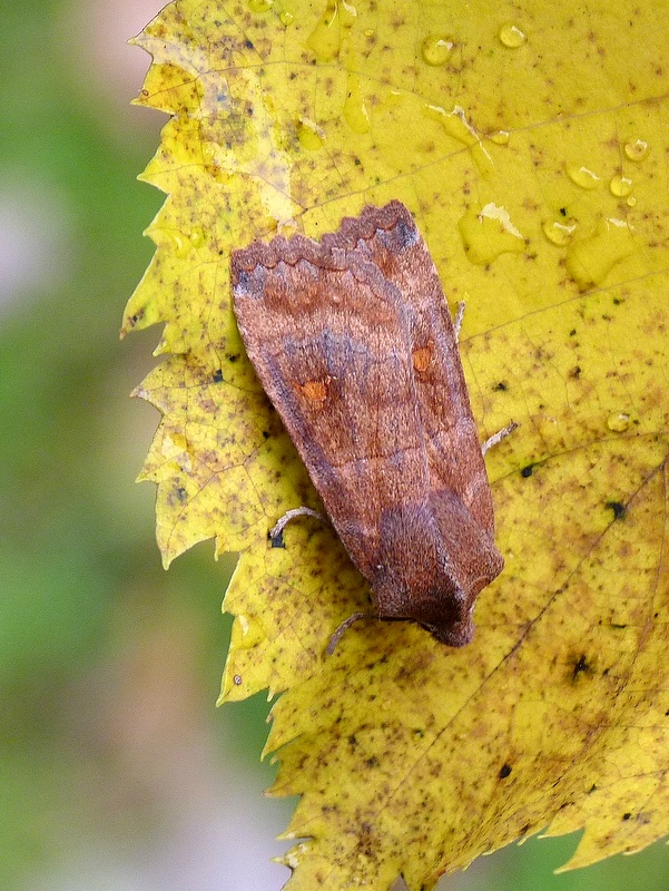 mora bielobodková Eupsilia transversa