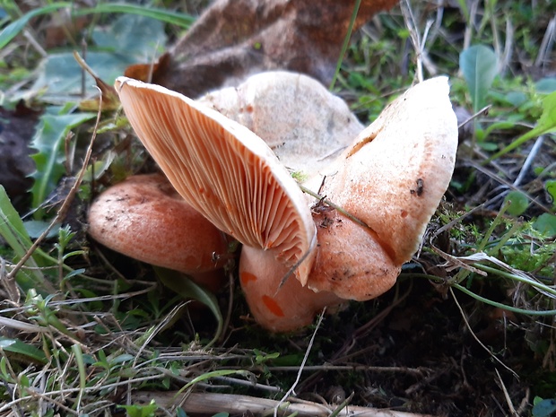 rýdzik pravý Lactarius deliciosus (L.) Gray