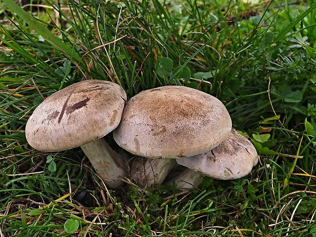 pôvabnica mramorovaná Lepista panaeolus (Fr.) P. Karst.