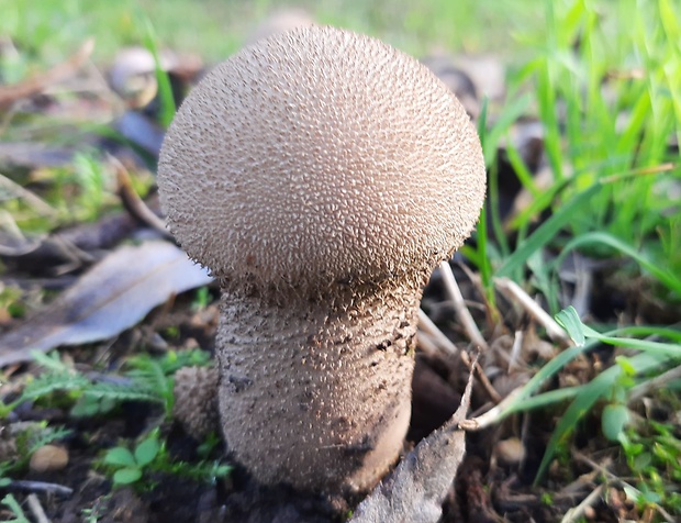 rozpadavec stopkatý Lycoperdon excipuliforme (Scop.) Pers.