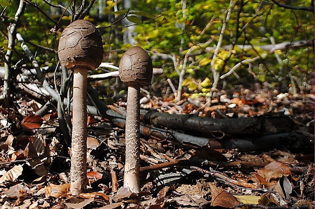 bedľa vysoká Macrolepiota procera (Scop.) Singer