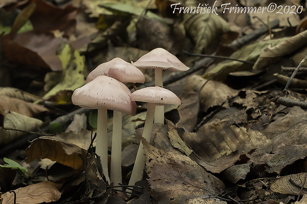 prilbička ružovkastá Mycena rosea Gramberg