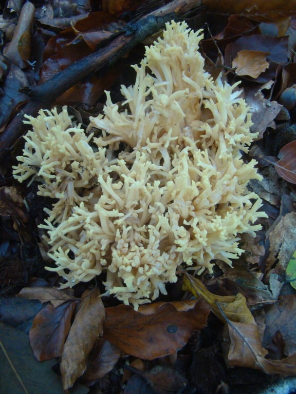 strapačka úhľadná Ramaria formosa (Pers.) Quél.