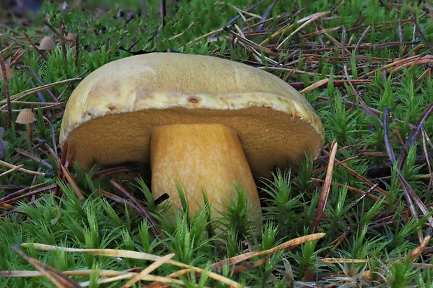 masliak strakatý Suillus variegatus (Sw.) Kuntze